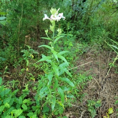 Oenothera gaura