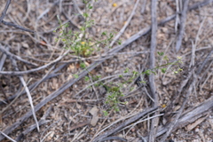 Drosera humilis