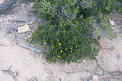 Hibbertia spicata