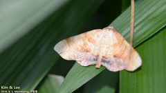 Lepidoptera