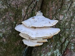 Tyromyces subgiganteus