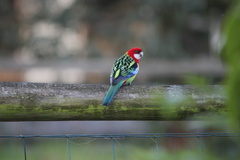 Platycercus eximius