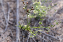 Drosera humilis