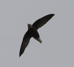 Hirundapus caudacutus