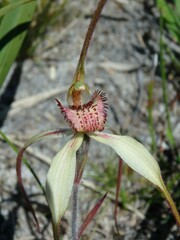 Caladenia orientalis
