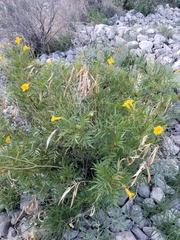 Tecoma stans angustata