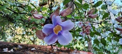 Thunbergia grandiflora
