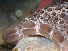 Pentagonaster pulchellus