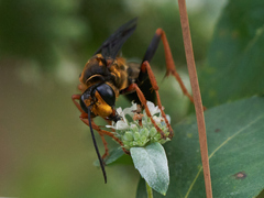 Sphex flavovestitus