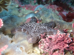 Pentagonaster pulchellus