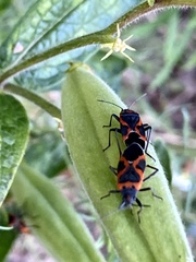 Lygaeus kalmii