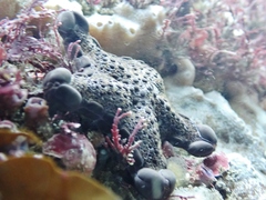 Pentagonaster pulchellus