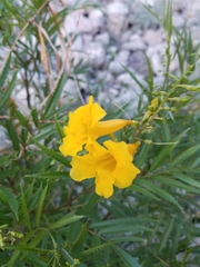 Tecoma stans angustata