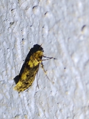 Tineoidea