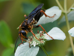 Sphex flavovestitus