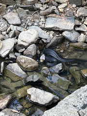 Agkistrodon piscivorus
