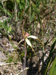 Caladenia orientalis
