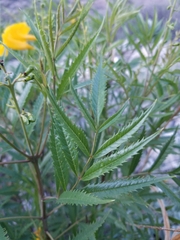 Tecoma stans angustata