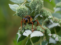 Sphex flavovestitus