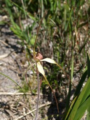 Caladenia orientalis