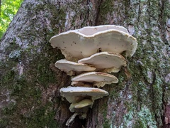 Tyromyces subgiganteus