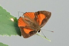 Deudorix epijarbas menesicles