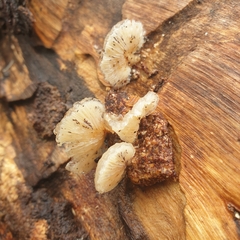 Crepidotus variabilis