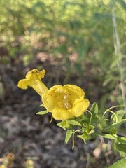 Aureolaria grandiflora