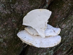 Tyromyces subgiganteus