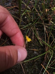 Utricularia gibba
