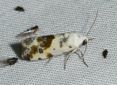 Ponometia candefacta