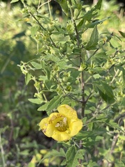 Aureolaria grandiflora