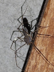 Scytodes