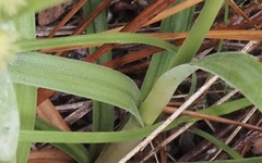 Cyperus plukenetii