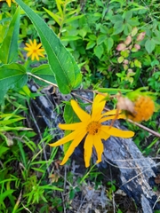 Helianthus hirsutus