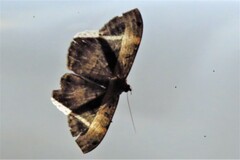 Hemeroblemma mexicana