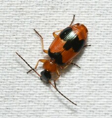 Lebia