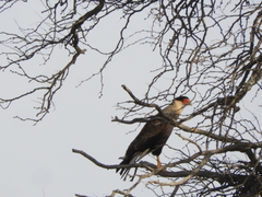 Caracara plancus