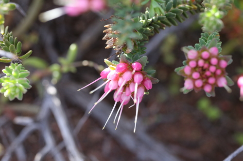 Darwinia oldfieldii, photograph 3