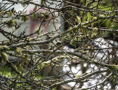 Rhipidura fuliginosa placabilis