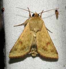 Helicoverpa zea