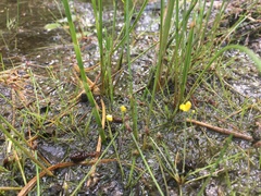Utricularia gibba