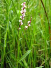 Persicaria hydropiper