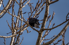 Turdus merula merula