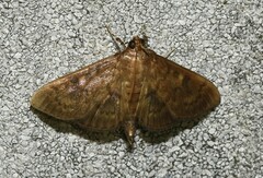 Psara obscuralis
