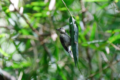 Parus minor commixtus
