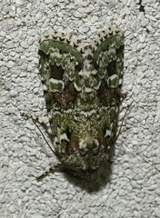 Lacinipolia laudabilis