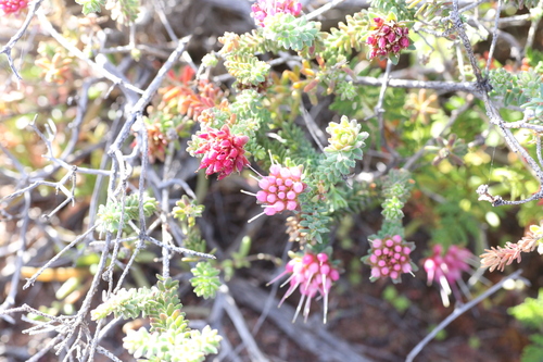 Darwinia oldfieldii, photograph 4
