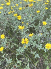 Heterotheca