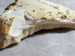 Tyromyces subgiganteus